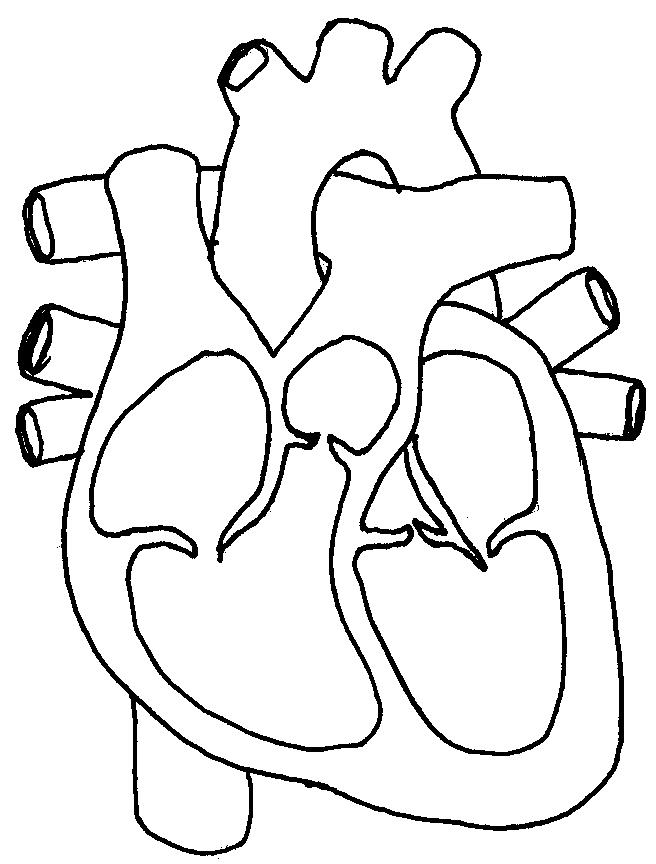 heart diagram no labels